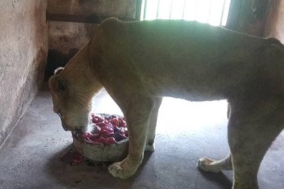Lion Feeding TWDC